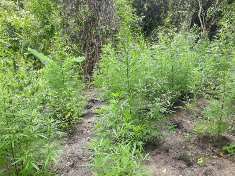 Anvisa autoriza pesquisa de cultivo de cannabis pela Embrapa