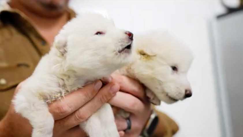 Primeiros lobos-terríveis a nascer em mais de 10 mil anos. Foto: Reprodução/Colossal Biosciences/X