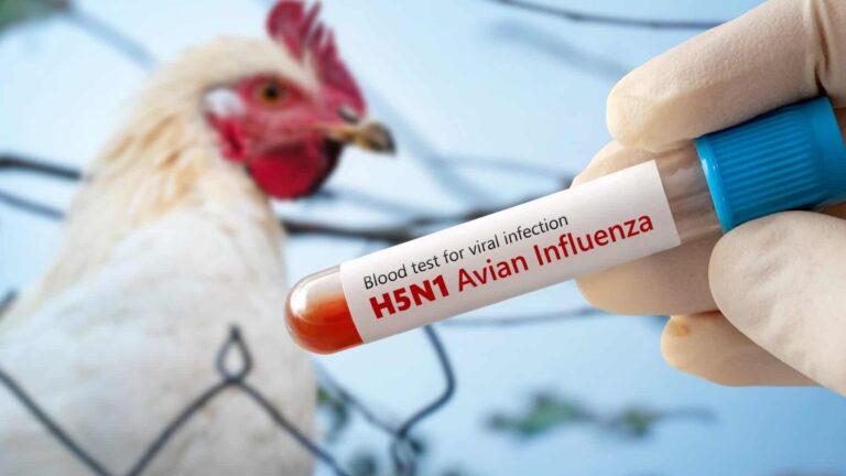 Suspeito de gripe aviária no RS é descartado