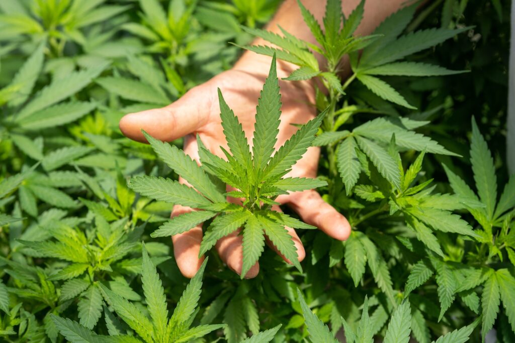 Anvisa aprova novas regras para cannabis medicinal, amplia acesso a tratamentos, autoriza venda de canabidiol manipulado e estabelece ajustes regulatórios no setor.