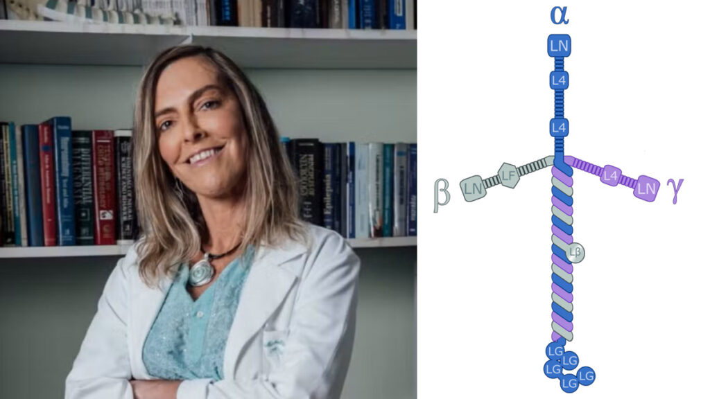 Pesquisadora Tatiana de Sampaio e a laminina, bloco construtor da polilaminina, sua aposta para lesões medulares. Foto: Reprodução/Faperj/Wikimedia Commons.