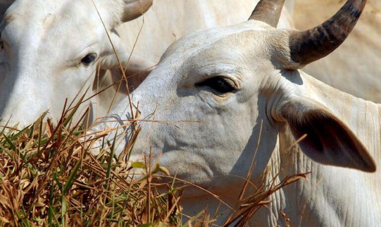 China reconhece Brasil como livre de febre aftosa