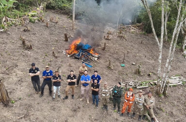 Nova plantação de maconha é destruída por polícia no Ceará